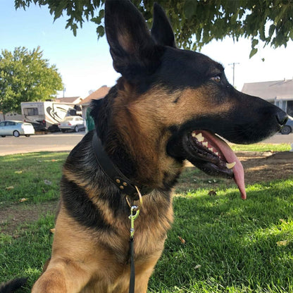UlePaw Heavy Duty Wide Dog Collar for Small Medium Large Dogs